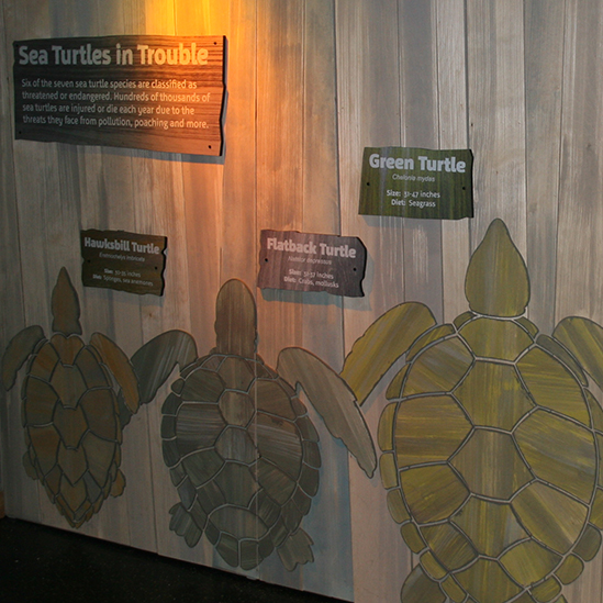 image of Sea Turtles in Trouble wall